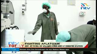 State set to roll out aflasafe, drug aimed at combating aflatoxin