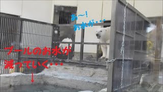 【しろくまピース】プールのお水が減っていくのを眺めるピースちゃん♪　2021/11/24　とべ動物園