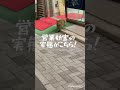 目撃！店の前に居座る猫たちの実態！