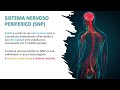 organizzazione del sistema nervoso neuroscienze lezione 9