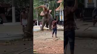 Elephant attack