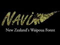 New Zealand Waipoua Forest Tour - Tane Mahuta