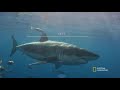 Great White Sharks of Guadalupe Island  Most Wanted Sharks