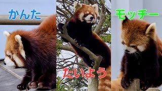 【後退りするレッサーパンダの　かんた、他・・・】～Nishiyama Zoo red pandas～