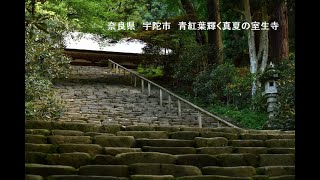 奈良県　宇陀市　青紅葉輝く真夏の室生寺　写真紀行　2022