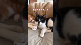 妻の隣りでお昼寝する子猫達 #猫 #cat #猫のいる暮らし #shorts