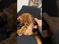 肉球🐾💕 cat 猫動画 ねこ 猫 かわいい猫 ベンガル 日常 shorts 肉球