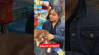 Galiff Street Pet Market। Dog Market #shorts #Dog #petmarket #galiffstreet