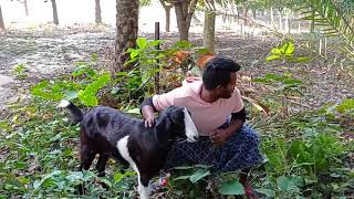 Oho Amazing Goat with Cute Boy | Sweet boy Veloge goat Village animal