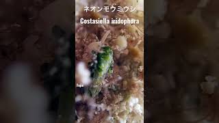 グアム島のウミウシ Guam sea slugs ネオンモウミウシCostasiella iridophora #shorts