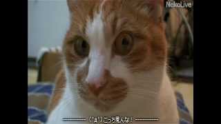 猫とにらめっこ cat Staring contest