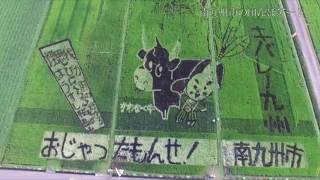 田んぼアート　南九州市川辺町田部田