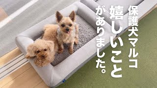 歯がない保護犬には無理かと思っていたけど、、嬉しかった瞬間。【Day109】