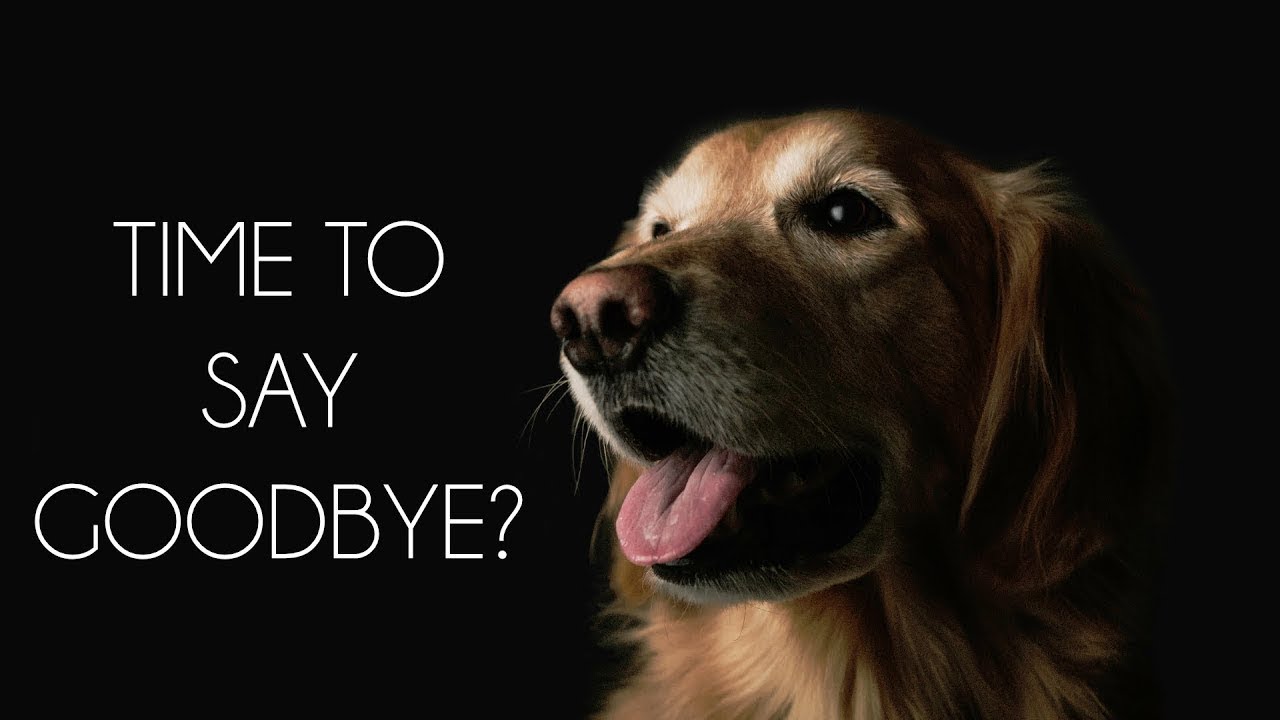 Saying Goodbye: The Right Time To Euthanize Your Pet - YouTube