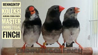 Mengintip koleksi burung zebra finch master \