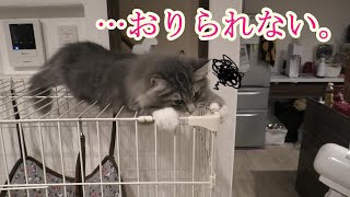 高所から降りられなくなった子猫の表情が切ない…【サイベリアンのラフィ#13】