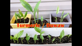 Growing Turmeric, my Kitchen Herbs / Turmeric / Duwaw / Planting Turmeric in a pot / Tanom nga Duwaw