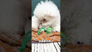 玩具没电了也要哭！小b熊 比熊 宅家治愈记 万物可爱计划