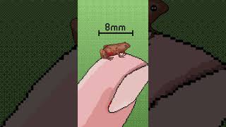 The world's smallest frog is smaller than a thumbnail. #pixelart #sprites #animalfacts #science