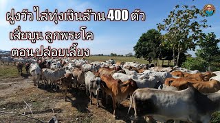 Ep.401  ฝูงวัวไล่ทุ่งเงินล้าน 400 ตัว ตอน ปล่อยเลี้ยง เสี่ยบูน 098-7627731