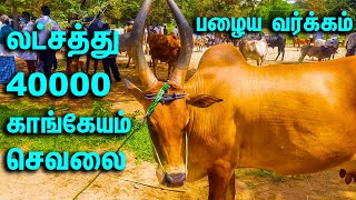 லட்சத்து 40000 பழைய வர்க்கம் காங்கேயம் செவலை பசு ||பழையகோட்டை நாட்டு மாட்டுச்சந்தை || Kangeyam Bulls