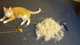 FURminator Review - Cat deshedding brush