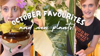 October Favourite Houseplants PLUS New Plant Haul!