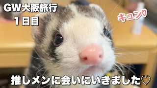 【大阪旅行①】１１匹の大家族にはじめて会ったらこうなった【ferret#911】