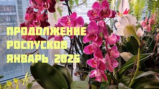 Новинки и продолжение роспусков моих орхидей в январе 2025 г