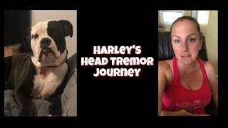 My Bulldog Puppy’s Head Tremors - Possible Cause \u0026 Remedies