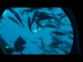 2012 1 19 1 30 埃及 胡爾加達~ 紅海搭玻璃潛水艇 觀魚 上