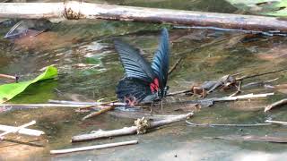 Papilio memnon agenor at Tatai Waterfall