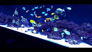 fish only saltwater tank