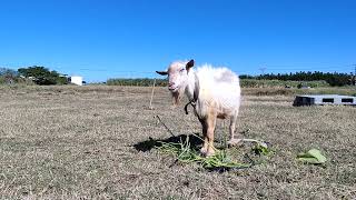 さつま芋の葉っぱを食べる山羊