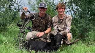 Trophy Ram Shot With A Bow In Uvalde Texas at the MTZ Ranch!!