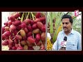 dates farming in kurnool రైతు జీవితాన్ని మార్చేసిన కరవు ప్రాంతంలో ఖర్జూర పంట@sumantvkothagudem