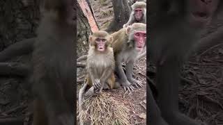 🤣🤪🔥 எங்க ஏரியாவில் நாங்க பெரிய ரவுடி🤣😍#trending #petlover  #comedy #animallife #funniestvideo