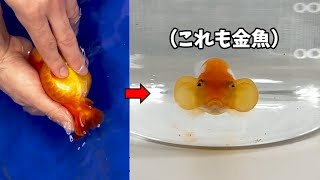 変わった金魚を作り出す衝撃的な方法