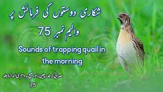 quailsounds / quail sounds calls batair ki vip awaz