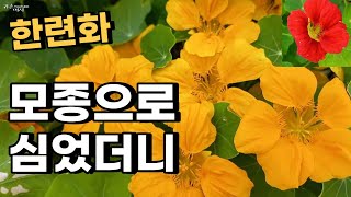 한련화 모종 키워서 심었더니 풍성한 한련화 꽃 동산이 만들어졌다