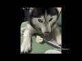 funniest husky compilation normal dogs vs huskies husky such a drama queen funniest dogs ever