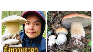 เก็บเห็ดผึ้งหวาน เห็ดปีกเหยี่ยว เห็ดหูหมู#mushroom #alaska#เห็ดผึ้งหวาน