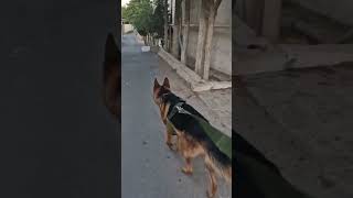 Rocky ilə Xırdalan Şəhərinə 5 KM piyada getdik. Xırdalanı Kəşf :) #keşfet #tiktok #animals #trend