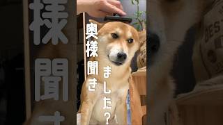 柴犬こむぎの子猫ちゃんスタイル#柴犬 #犬 #三浦半島遊びに来てね