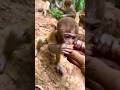 BABY MONKEY EATING FRUIT🐒👌👈 #viral #tatamendezbisaya #4k #funny #fun #monkey #shorts #tiktok