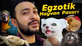 İNANILMAZ EGZOTİK HAYVAN PAZARI FİYATLARI ( #kanguru #rakun #pomerian #pazar )