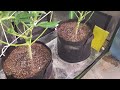 grow the best weed at home big league episode 5