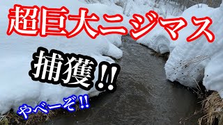 超巨大ニジマス捕獲!!　ガサガールと冬の川でニジマス探し【ガサガサ】