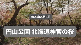 北海道神宮 2023年5月3日 桜　花吹雪を楽しめます！ Maruyama Park famas cherry Place Sapporo Hokkaido Japan