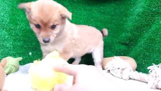 豆柴子犬10/24女の子♀摂州宝山荘　mame shiba dog Puppy （minishiba)